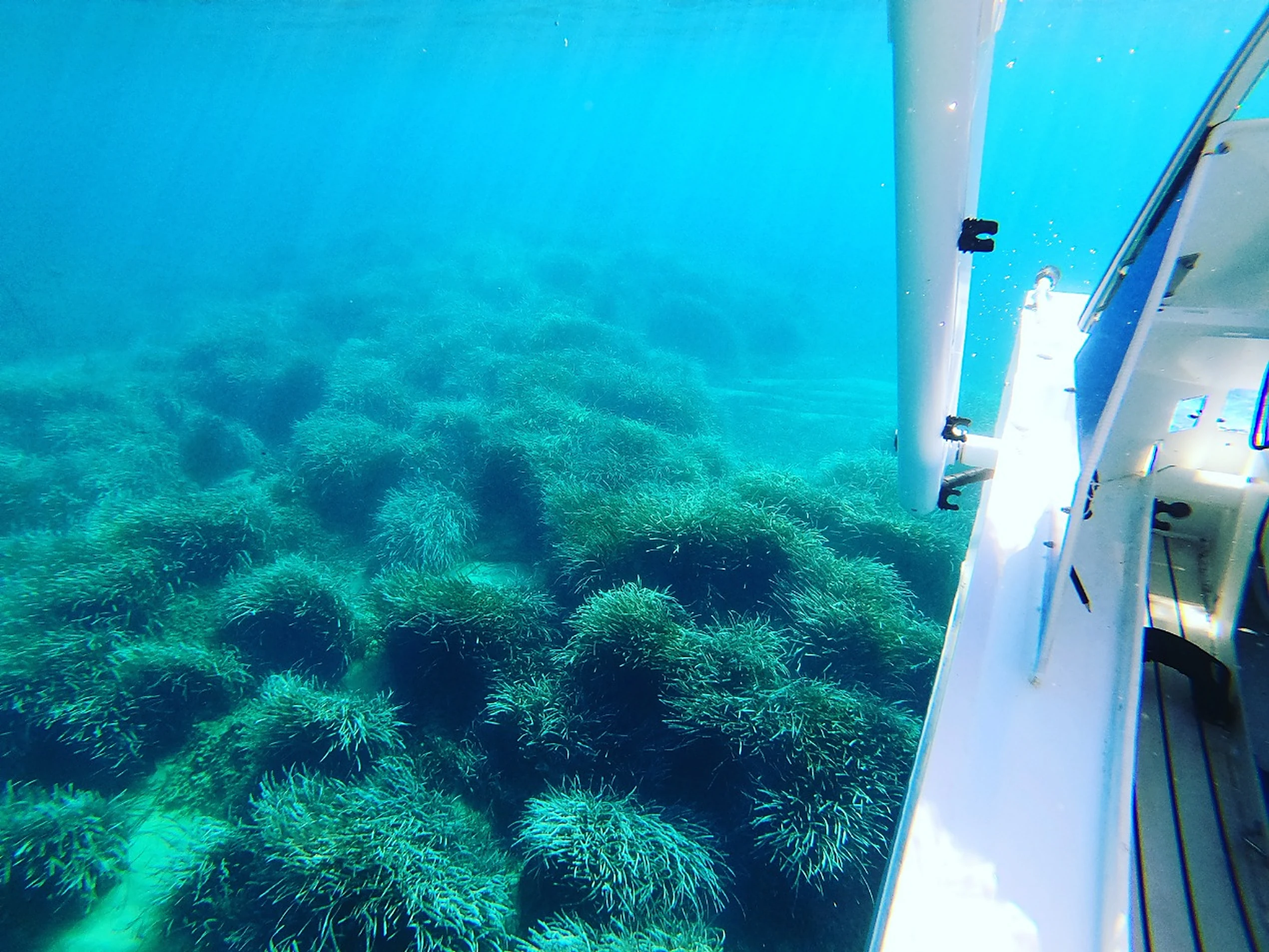 Underwater view along the hull of the Platypus above a seagrass meadow